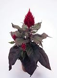 Celosia inteligente Look Red 500 semillas