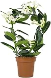 DECOALIVE Planta de Interior con Flores Blancas Jazmín de Madagascar Planta Natural