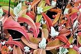 gastonis-bonnieri Kalanchoe, orejas de burro planta suculentas exóticas semillas 100 semillas