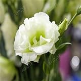 TOMHY Eustoma grandiflorum Bonsai Planta 200 PC lisianthus Flor Flores perenne Escritorio de Oficina Ornamental Planta fácil de Cultivar: 4