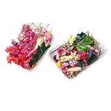 EXCEART 2 cajas de flores secas naturales mezcladas flores prensadas reales coloridas ramas florales arreglos florales para arte de resina DIY Color aleatorio