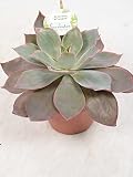 Cactus y suculento de Botanicly – Rosa de Alabastro – Altura: 20 cm – Echeveria