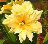 Bulbos de amarilis /Hippeastrum bulbos/ purifica el aire Las plantas florecen Hermosos capullos Floración de flores llenas