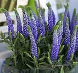 Veronica longifolia, 115 SEMILLAS, hoja larga SPEEDWELL, rosa y azul FLOR SPIKES