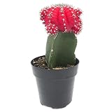 Gymnocalycium Cactus Injertado Color Rojo en Maceta Pequeña Cactus de Interior