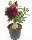 Rosa del desierto planta/Se puede cultivar en interior y exterior/Y es encantador-1,1bulbos