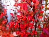 Huifang 30 semillas de plantas de agracejo rojo.