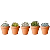 Pack de 5 Plantas Suculentas Naturales con Maceta de Cerámica Ideales para Regalar y Decorar el Hogar