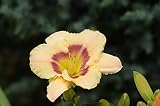Rizomas De Azucena-las Flores De Azucena Son De Alto Valor Ornamental Cuando Están En Flor, Se Pueden Plantar En Macetas O En El Suelo Para Decorar Parterres.-3-bulbos,Amarillo.