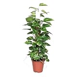 Poto Tutor Planta Natural de Interior Aproximadamente 80cm