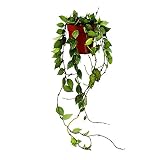 Exotenherz - Planta de interior colgante - Hoya krohniana Eskimo - Flor de porcelana - Flor de cera - Maceta de 12 cm.