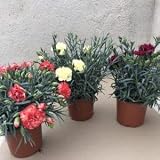 Clavel Pack 6 Plantas Naturales (DIANTHUS CARNELIA) maceta de 13 cm