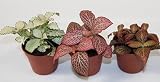 Fitonia (maceta 9 cm Ø) - Planta viva de interior