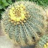 Ferocactus glaucescens barril floración cactus raro cactus semilla de flor 100 semillas