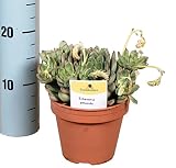 Cactus y suculento de Botanicly – Rosa de Alabastro – Altura: 20 cm – Echeveria