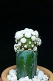 PLAT FIRM Germinación de Las Semillas: Mammillaria gracilis Oruga Montrose injertados/Azul de la antorcha Myrtillocactus Cactus