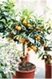 Bloom Green Co. 30 pcs/bolsa Enano Kumquat BalcÃ³n Patio Bonsai Jugosa Naranja Ãrbol frutal Planta Exterior CÃ­tricos dulces Planta Seedfor Maceta: 5