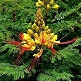 10 Las semillas de Caesalpinia gilliesii - Desert Ave del paraíso