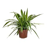 Chlorophytum DECOALIVE Planta de Interior y Exterior Cinta o Lazo de Amor