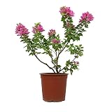 Bougainvillea Mini Thai Planta Natural Buganvilla o Bugambilia Miniatura