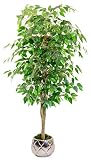 Maia Shop 1225 Ficus Troncos Naturales, Elaborados con los Mejores Materiales, Ideal para Decoración de hogar, Árbol, Planta Artificial (105 cm), Mixtos, 150 cm