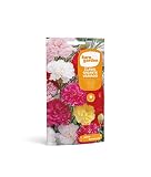 Eurogarden - Semillas de Flores (Clavel Gigante Variado)