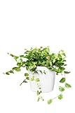 EVRGREEN Planta de interior higo trepador en hidroponía con maceta blanca como set | ficus pumila