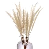 HUAESIN 30Pcs Flores Secas Naturales Blancas 45cm Tallo de Hierba de Pampas Secas Decoracion Grass Planta Seca Phragmites para Jarrones Boda Fiesta Balcon Exterior e Interior Hogar Mesa Navidad