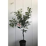 Mandarino - Maceta 22cm. - Altura total aprox. 1'2m. - Planta viva - (Envíos sólo a Península)