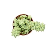 Sedum Morganianum o Burrito Planta Natural en Maceta Pequeña 5cm