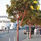MADRONE Arbutus Menziesii - 5 Semillas