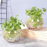 El kit de plantas hidropónicas contiene terrario, plantas de monedas de cobre, guijarros de arcilla, plantas de interior, plantas de oficina, decoración verde para el hogar(B)