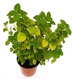 Incienso o planta del dinero matizada (Maceta 10,5 cm Ø) - Planta viva de interior