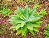 agaves sin espinas raras cola de zorra Agave attenuata suculenta planta aloe de semillas 15 semillas