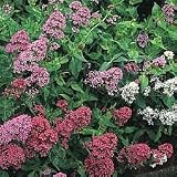Semillas de 40+ Centranthus Júpiter Barba Flower Mix/sol o sombra Amar Perenne/Sequía y caliente tolerante