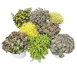 8 plantas Hardy Sedum - stonecrop - juego de colores variado 10,5cm pot
