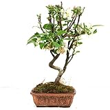 Manzano ornamental, Malus, bonsái para exterior, 7 años, altura 28 cm