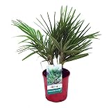 Planta de interior de Botanicly – Palmera Enana – Altura: 60 cm – Chamaerops Humilis