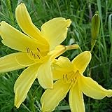 Bulbos De Azucena: Hay Muchos Tipos De Tallos Y Flores, Y Hay Flores En Todas Las Estaciones. El Jardín De La Casa Todavía Lo Usa Como Flores Y Plantas Ornamentales.-5-bulbos,Amarillo