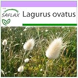 SAFLAX - Lágrimas de la Virgen - 100 semillas - Lagurus ovatus