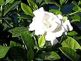 Fragante jazmín del cabo del arbusto, Gardenia Jasminoides, 50 semillas