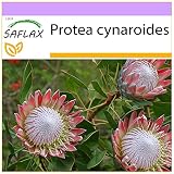 SAFLAX - Protea rey - 5 semillas - Protea cynaroides