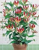 Pinkdose Gloriosa Rothschildiana 15 Seeds (Glory Lily Plant) Indoor House Plant