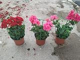Geranio Gitanilla Pelargonium Peltatum Pack 3 Plantas Naturales para Exterior