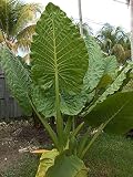Planta de oreja de elefante gigante / ñame fresco / hoja enorme / vitalidad fuerte /Fácil de cultivar-5Bulbos