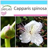 SAFLAX - Set regalo - Alcaparro - 25 semillas - Con caja regalo/envío, etiqueta para envío, tarjeta de felicitación y sustrato de cultivo y fertilizante - Capparis spinosa