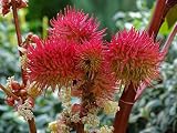10 Semillas de Ricino (Ricinus Communis)