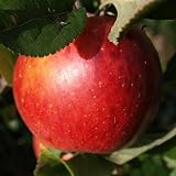 Manzano - Manzana roja - Maceta 26cm. - Altura aprox. 1'20m. - Planta viva - (Envíos sólo a Península)