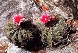 Fresh Cactus Gymnocalycium nigriareolatum 5 Semillas Hardy a 20 ° F