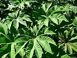 Semillas Tetrapanax papyrifera ESTEROIDEOS gigante!